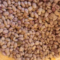 لوبیا چیتی درجه یک