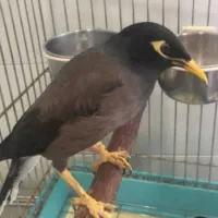 مرغ مینا سخنگو رام اسمش بابی