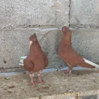 کبوتر دم سفید