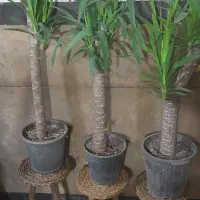 یوکا تنه دار|گل و گیاه طبیعی|تهران, جمال‌زاده|دیوار