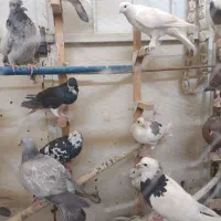 کبوتر پلاکی شهری طوقی