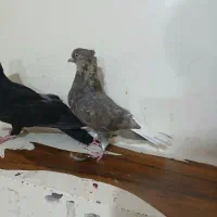 کبوتر|پرنده|ایذه, |دیوار