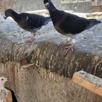 کبوتر جوجه