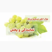 فروش  انگور