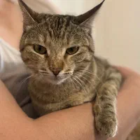 واگذاری گربه