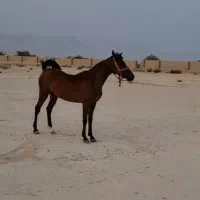 فروش اسب مادیون سه ساله|اسب و تجهیزات اسبسواری|جناح, |دیوار