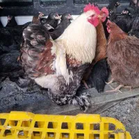 مرغ و خروس و بوقلمون