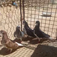 کبوتر خوب