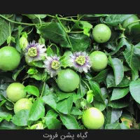 بذر پشن فروت تعداد ۲۰۰ عدد موجود هست|گل و گیاه طبیعی|اسالم, |دیوار