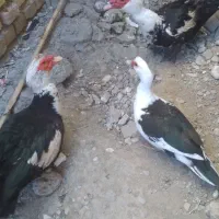 باسلام خر‌یدار و غاز اردک مرغ وخروس خرگوش