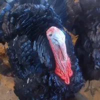 بوقلمون دوساله محلی|حیوانات مزرعه|مریوان, |دیوار