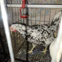 مرغ و خروس گلین طوسی|حیوانات مزرعه|اصفهان, ارداجی|دیوار