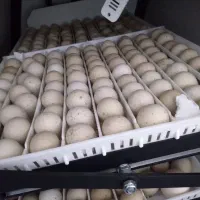 بلدرچین کوهی ۱ماهه