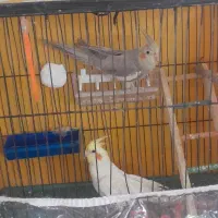 عروس هلندی|پرنده|شیروان (خراسان), |دیوار