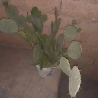 گل کاکتوس