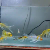 ماهی کوی سوپر باله