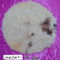 پوست گوسفندی تمیز شده