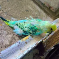 جوجه مرغ عشق پروانه ای