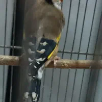 سهره جوجه و (جفتی )|پرنده|تهران, خاوران|دیوار