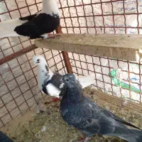 پرنده|پرنده|سمنان, |دیوار