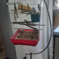 3 تا مرغ عشق با قفس پایه دار