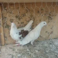 تعدای کفتر پرشی