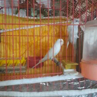 عروس فنچ سهره کوتوله مرغ عشق مست سالم