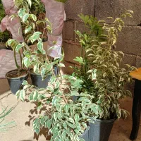 تاحالا از گلخانه افرا خرید داشتین|گل و گیاه طبیعی|قم, چهل درخت|دیوار