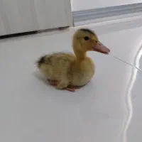 اردک یک ماهه سرحال