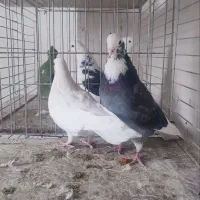 فروش ۵جفت نروماده|پرنده|آران و بیدگل, |دیوار