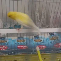 قناری نر بخون|پرنده|خرم‌آباد, |دیوار