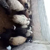 میش و بره|حیوانات مزرعه|بوئین زهرا, |دیوار