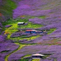 زمین باغ و گلخانه
