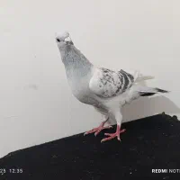 مینا شامی|پرنده|تربت‌حیدریه, حسنی بالا|دیوار