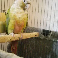 طوطی گرینچیک|پرنده|رودسر, |دیوار