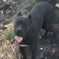 کنکورسو جنسیت نر|سگ|کرمانشاه, |دیوار