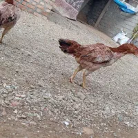 دعدد مرغ لاری تخم گذار|حیوانات مزرعه|نالوس, |دیوار