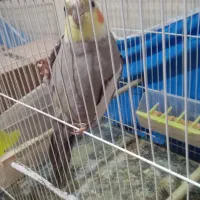 عروس هلندی