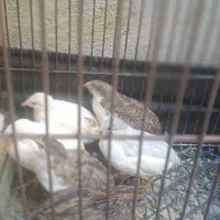 بلدرچین مینیاتوری