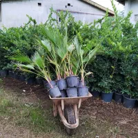 پالم موجود است|گل و گیاه طبیعی|رودبنه, |دیوار