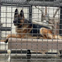 قفس متحرک بسیار سنگین و محکم سفارشی ساخت بزرگ