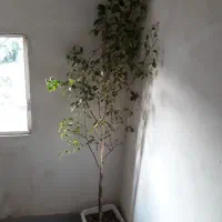 گل و گلدان