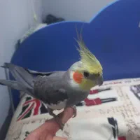 عروس هلندی|پرنده|اردبیل, |دیوار