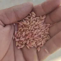 گندم بزر سرداری