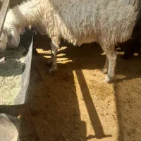 بزجوان شکم دوم دوقلوزا و۴راس میش وشیشک رومایه|حیوانات مزرعه|مرودشت, ده بید|دیوار