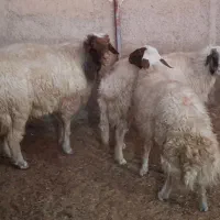 3 راس قوچ و شک ورن|حیوانات مزرعه|دره شهر, |دیوار