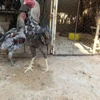 خروس لاری اصل