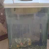 اکواریوم شیشه خم|ماهی|مشهد, کارمندان دوم|دیوار