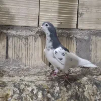 یال گل دار|پرنده|استهبان, |دیوار