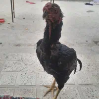 خروس لاری اصل ۷ماهه